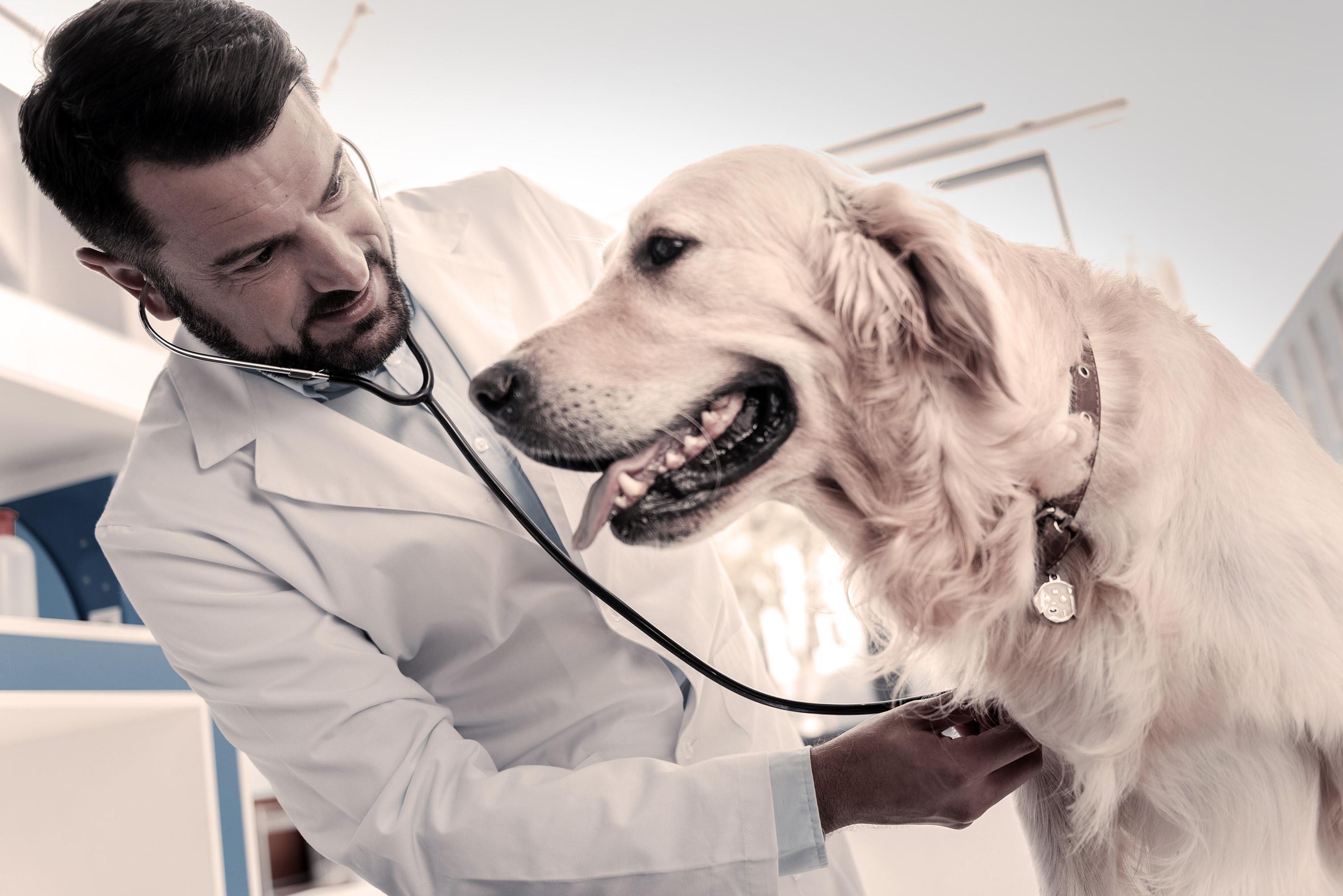 Recognizing Symptoms and When​ to Seek Veterinary Care