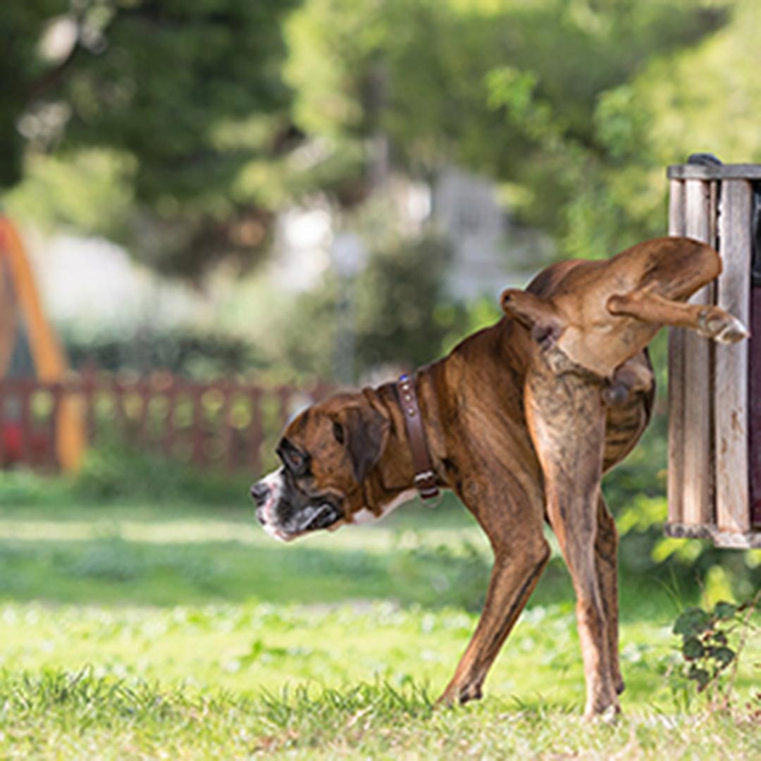 Understanding the Signs of Blood in Dog‍ Urine and What They Mean