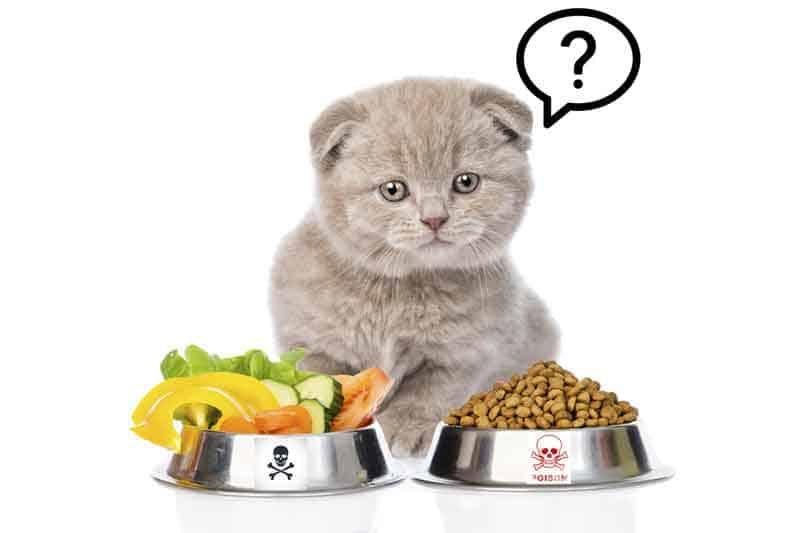 Promoting Optimal Health: Best Practices for Feline Nutrition