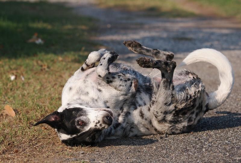 Understanding the Natural ‌Instincts Behind Poop Rolling