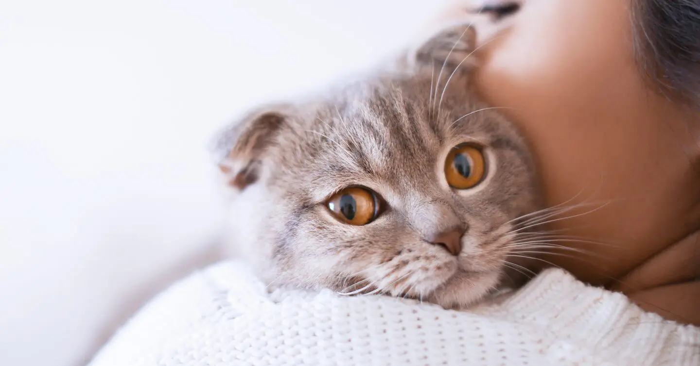 Top Contenders for the Friendliest Cat Breed