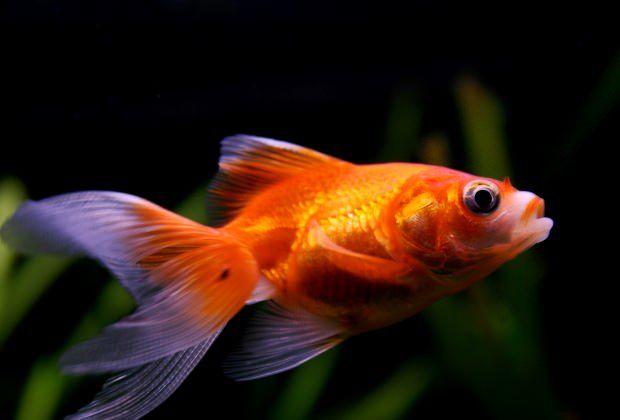 Care Tips to Maintain Vibrant Goldfish Health