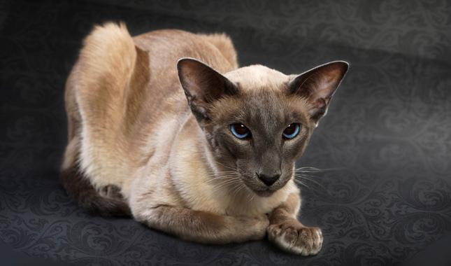 Understanding the Unique Physical Traits of Balinese Cats