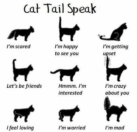 Common Emotions⁣ Associated ​with a Tail Held High