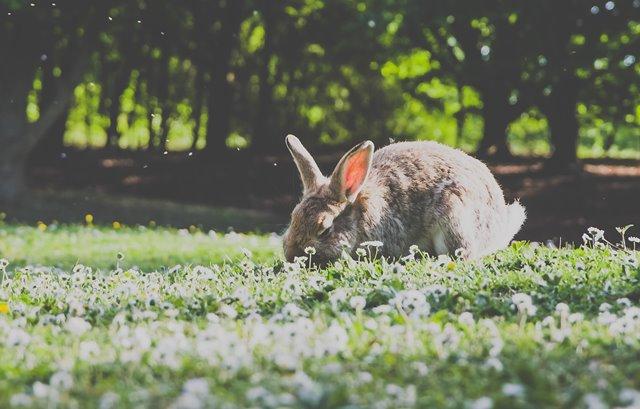 Promoting Health and Happiness: Tips for Managing Your Rabbits Environment