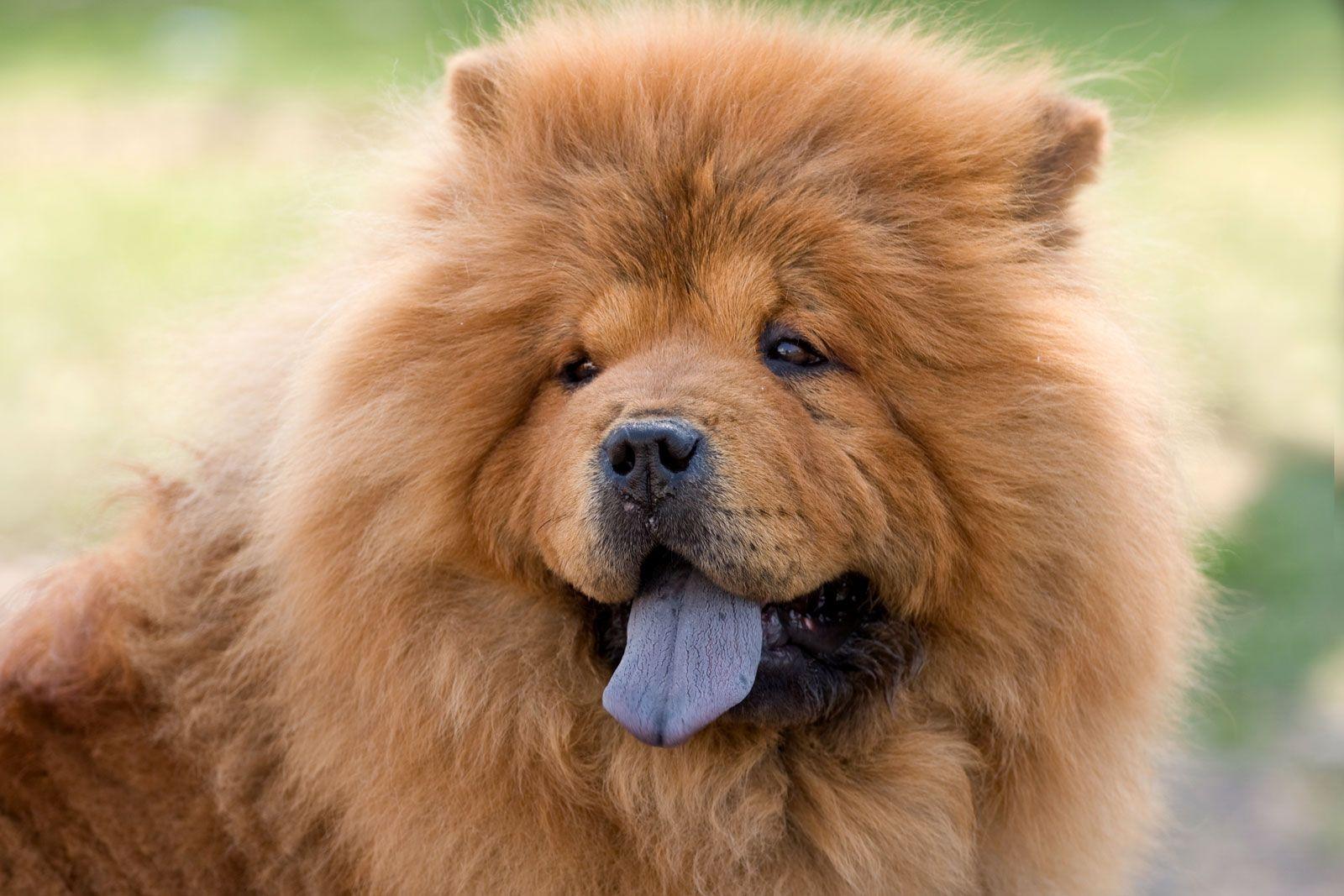 Socialization Tips for Raising a ‌Well-Adjusted Chow Chow