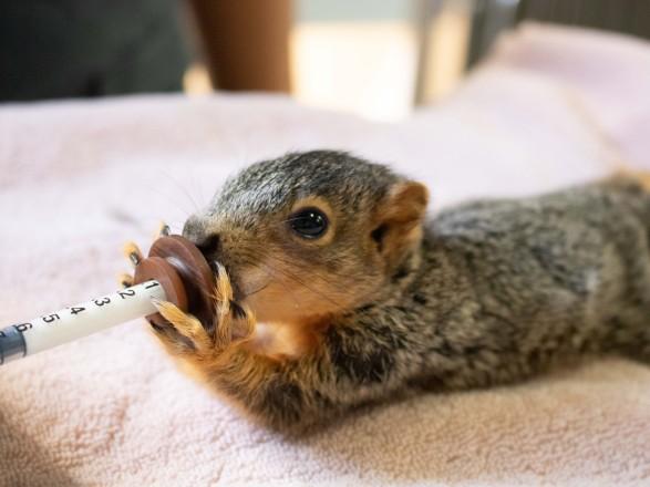 Choosing the ⁤Right Formula for Orphaned Squirrels