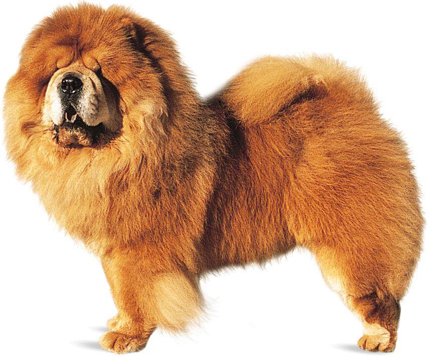 Understanding the Chow Chow ​Temperament and Behavior