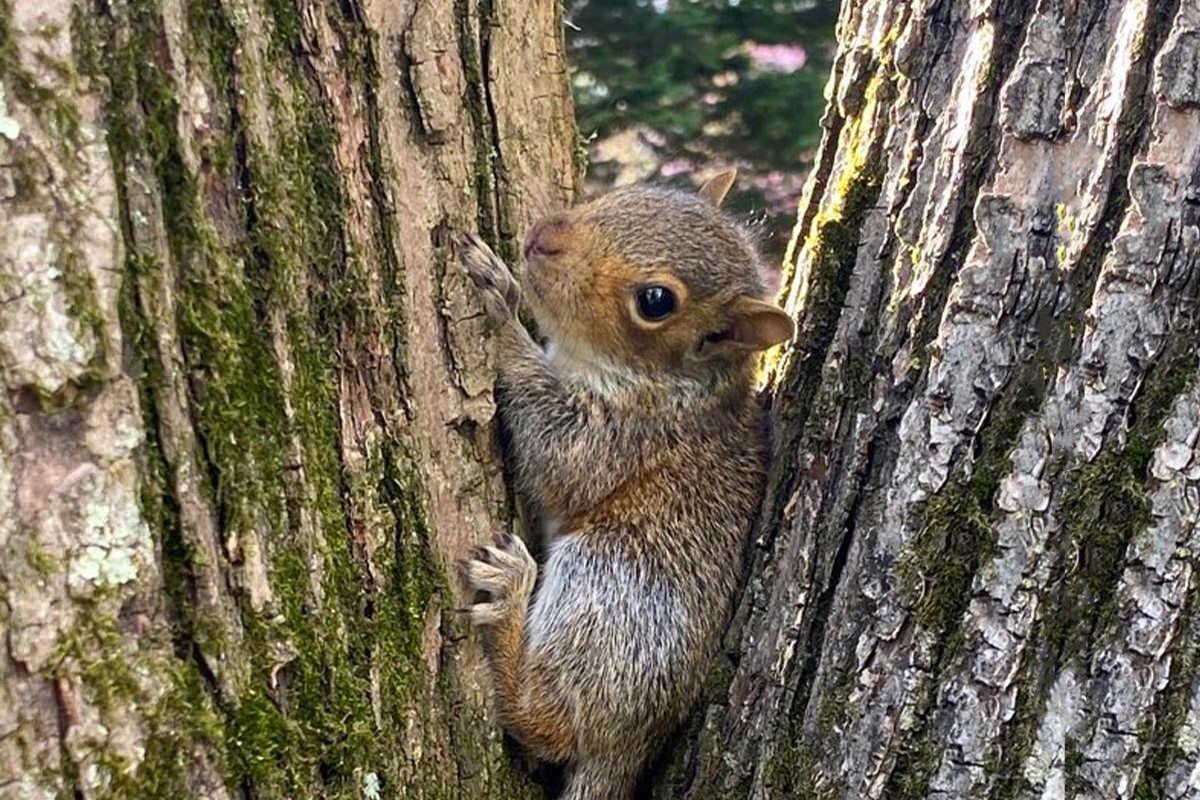 Understanding Nutritional ​Needs in Baby Squirrels