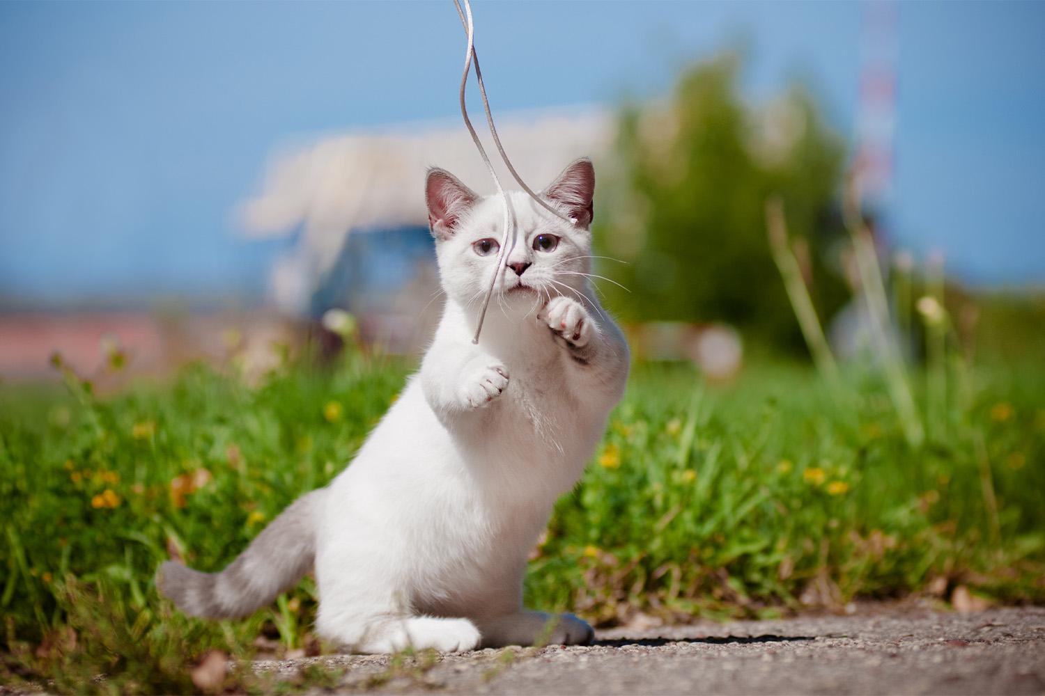 The Role ⁤of ⁣Playfulness and Hunting Instincts in Cats