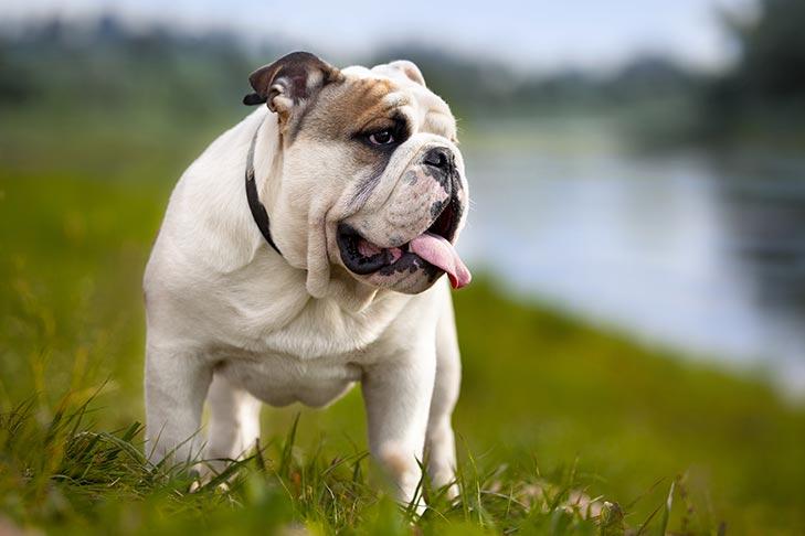 Understanding Bulldog Temperament Around Children