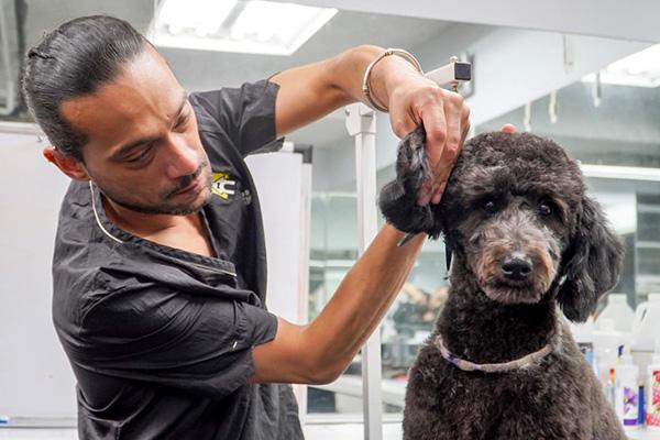 Understanding Your Dogs Grooming Needs‌ for Budget-Friendly Care