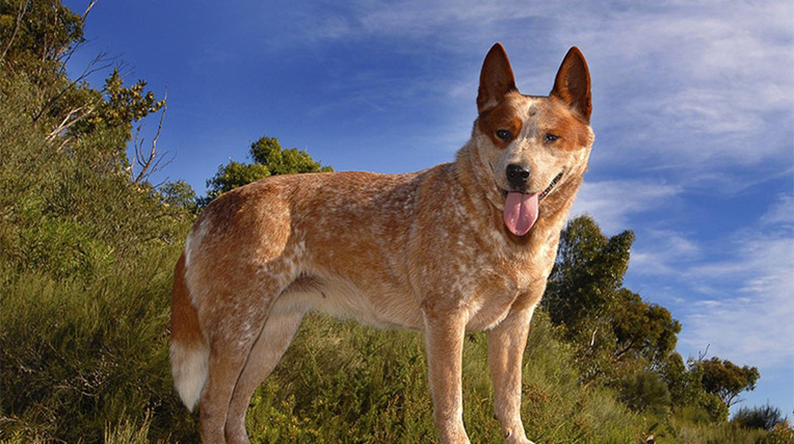 Understanding the Average Size of Red ​Heelers