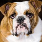 Are Bulldogs A Good Choice To Bring Into A Home With Kids? Find Out Here!