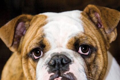 Are Bulldogs A Good Choice To Bring Into A Home With Kids? Find Out Here!