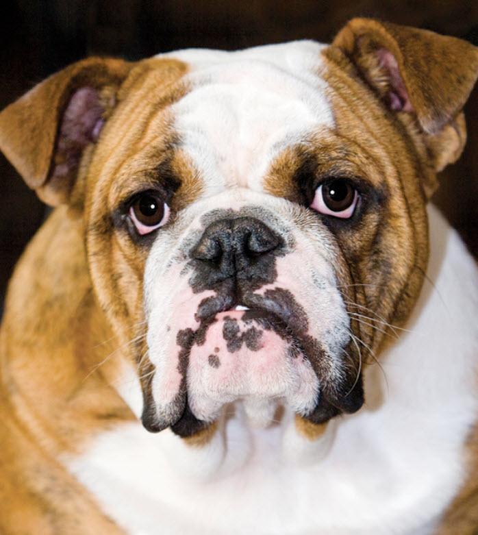 Are Bulldogs A Good Choice To Bring Into A Home With Kids? Find Out Here!