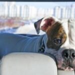 Comfort Your Dog’s Travel Anxiety: Easy Tips for Stress-Free Adventures