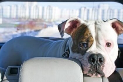 Comfort Your Dog’s Travel Anxiety: Easy Tips for Stress-Free Adventures