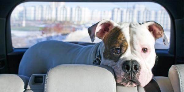 Comfort Your Dog’s Travel Anxiety: Easy Tips for Stress-Free Adventures