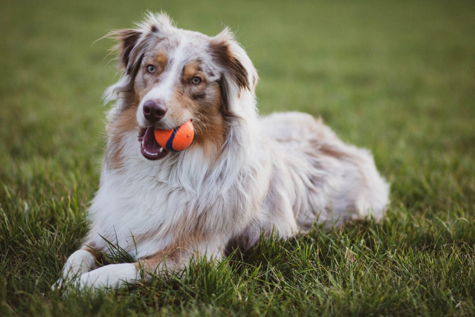 The Smartest Dog Breeds In The World: Is Yours On the List?