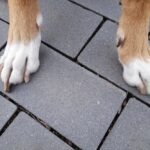 What Causes Cracks In Your Dog’s Paws? How to Treat and Prevent Them