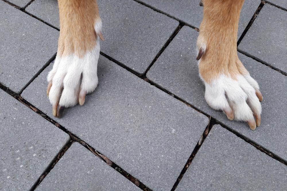 What Causes Cracks In Your Dog’s Paws? How to Treat and Prevent Them