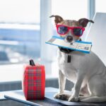 Tips For Flying With A Puppy: Travel Made Easy for You and Your Pup