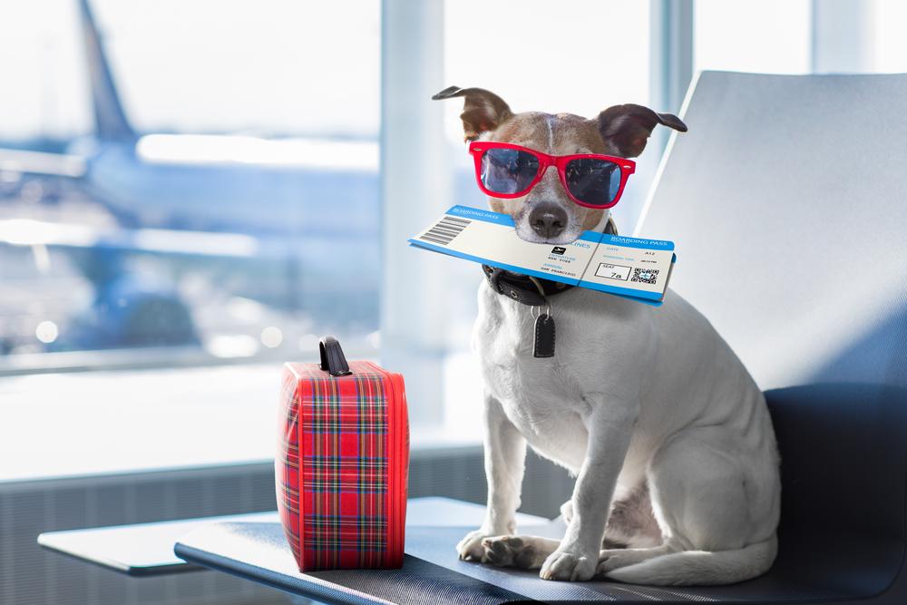 Tips For Flying With A Puppy: Travel Made Easy for You and Your Pup