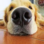 What It Means If Your Dog’s Nose Is Dry: Myth vs. Reality