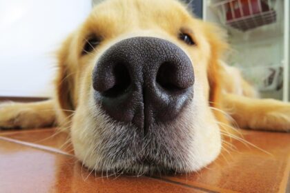 What It Means If Your Dog’s Nose Is Dry: Myth vs. Reality