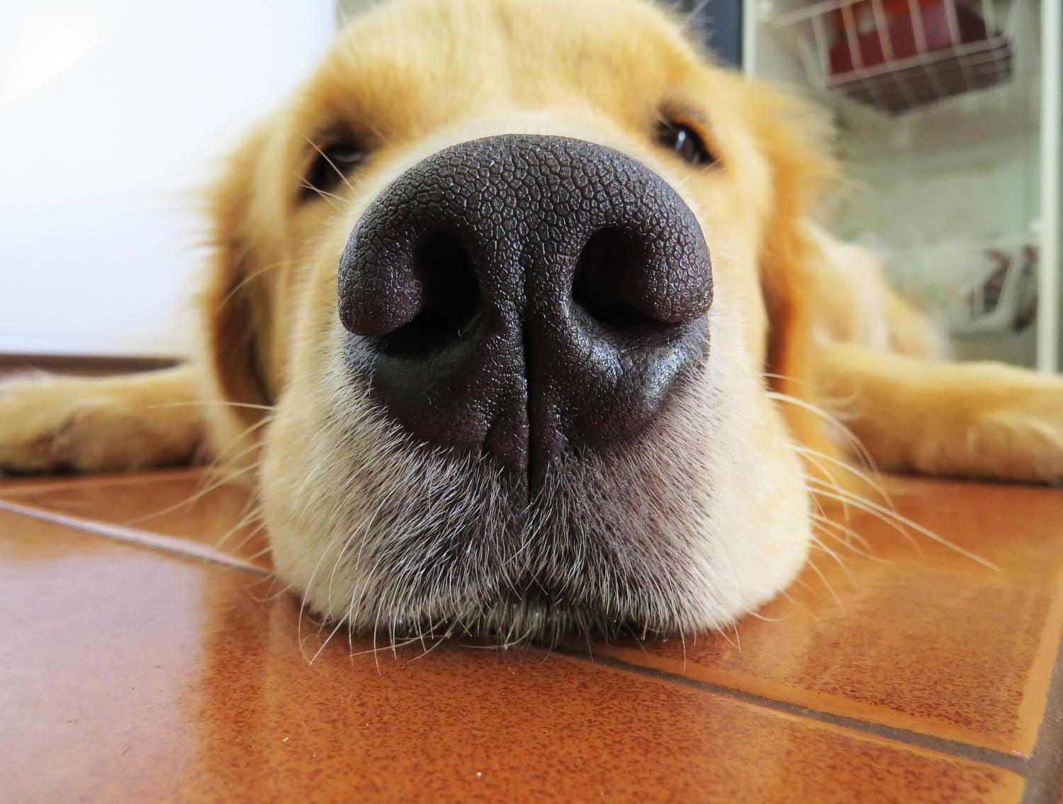 What It Means If Your Dog’s Nose Is Dry: Myth vs. Reality