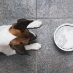 The Hidden Risk Of Giving Your Dog Ice: What You Need to Know