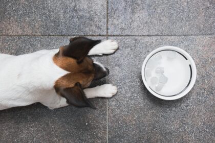 The Hidden Risk Of Giving Your Dog Ice: What You Need to Know