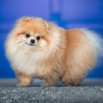 The Cutest Small Dog Breeds In The World That Will Melt Your Heart