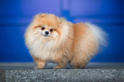 The Cutest Small Dog Breeds In The World That Will Melt Your Heart