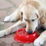 What To Do When Your Dog Drinks Too Much Water—Is It a Sign of Trouble?