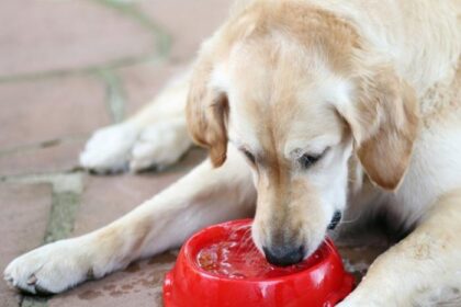 What To Do When Your Dog Drinks Too Much Water—Is It a Sign of Trouble?