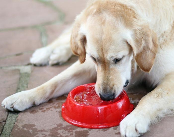 What To Do When Your Dog Drinks Too Much Water—Is It a Sign of Trouble?