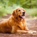 Are Golden Retrievers A Good Option To Bring Into A Home With Kids?