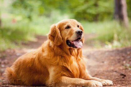 Are Golden Retrievers A Good Option To Bring Into A Home With Kids?