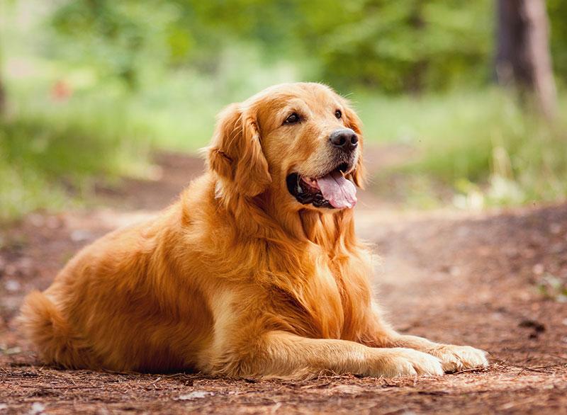 Are Golden Retrievers A Good Option To Bring Into A Home With Kids?