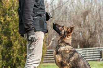 Prep Your Home Before You Get A Dog: Essential Steps for a Smooth Transition