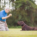 The Most Obedient Dog Breeds for a Well-Mannered Best Friend