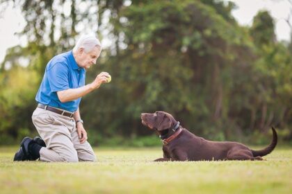 The Most Obedient Dog Breeds for a Well-Mannered Best Friend