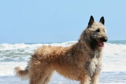 Rare Dog Breeds That Will Fascinate You with Their Unique Traits