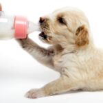 What Happens If Dogs Ingest Dairy? A Must-Read for Dog Owners