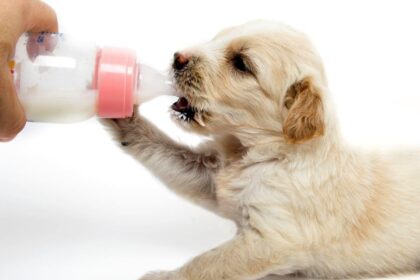 What Happens If Dogs Ingest Dairy? A Must-Read for Dog Owners