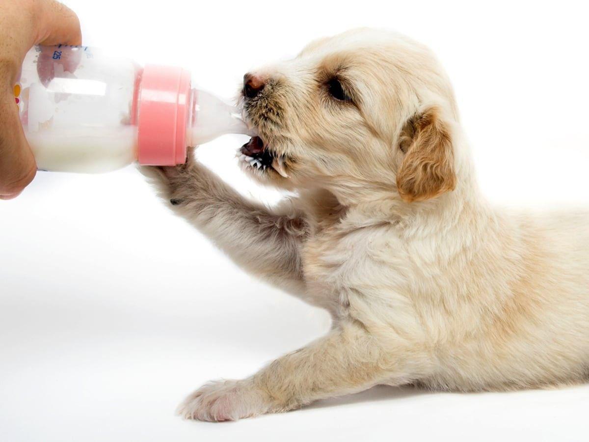 What Happens If Dogs Ingest Dairy? A Must-Read for Dog Owners