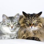 Why Do Female Cats Roll Around After Mating? Feline Mating Behaviors Decoded