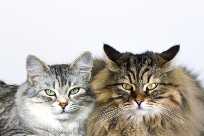 Why Do Female Cats Roll Around After Mating? Feline Mating Behaviors Decoded